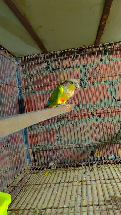 Budgie Motations males & Sun Kannur, Green Chick Kannur For Sale