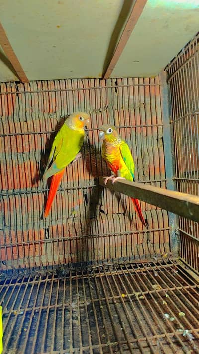 Budgie Motations males & Green Chick Kannur For Sale