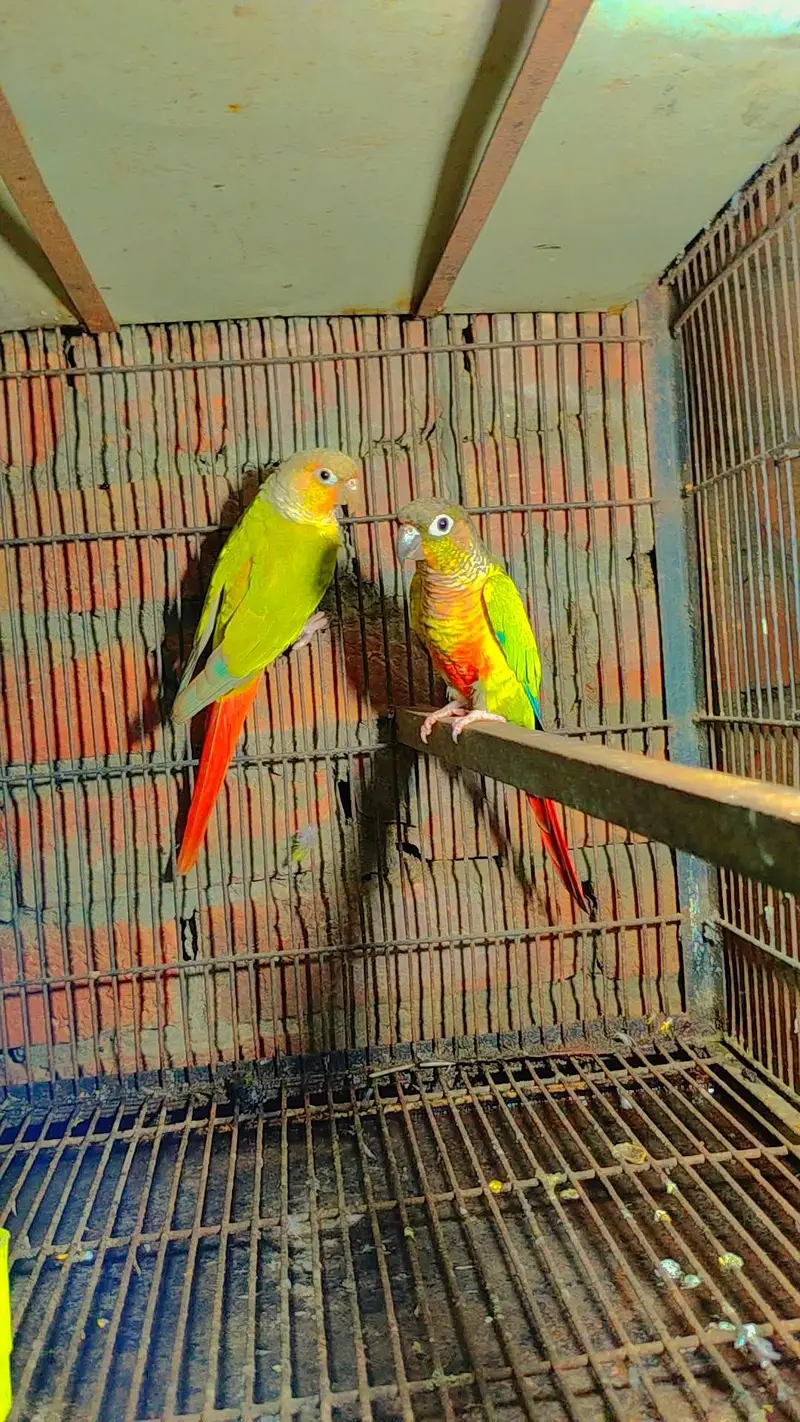 Budgie Motations males & Sun Kannur, Green Chick Kannur For Sale — photo 3
