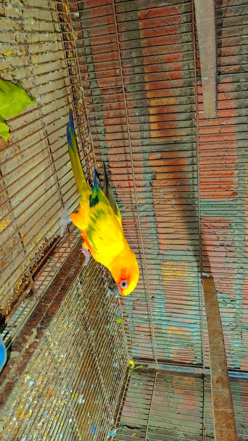 Budgie Motations males & Sun Kannur, Green Chick Kannur For Sale — photo 4