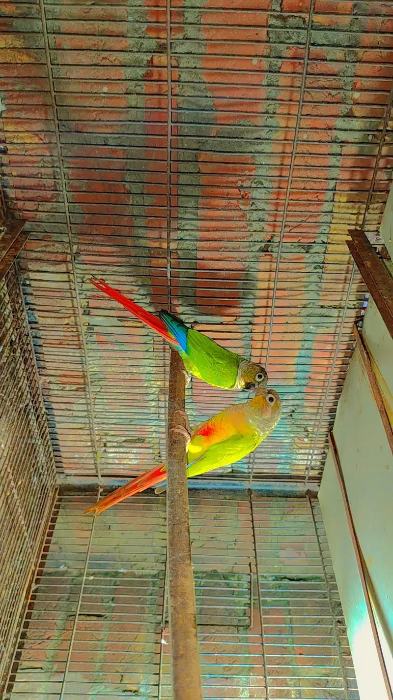 Budgie Motations males & Sun Kannur, Green Chick Kannur For Sale — photo 5