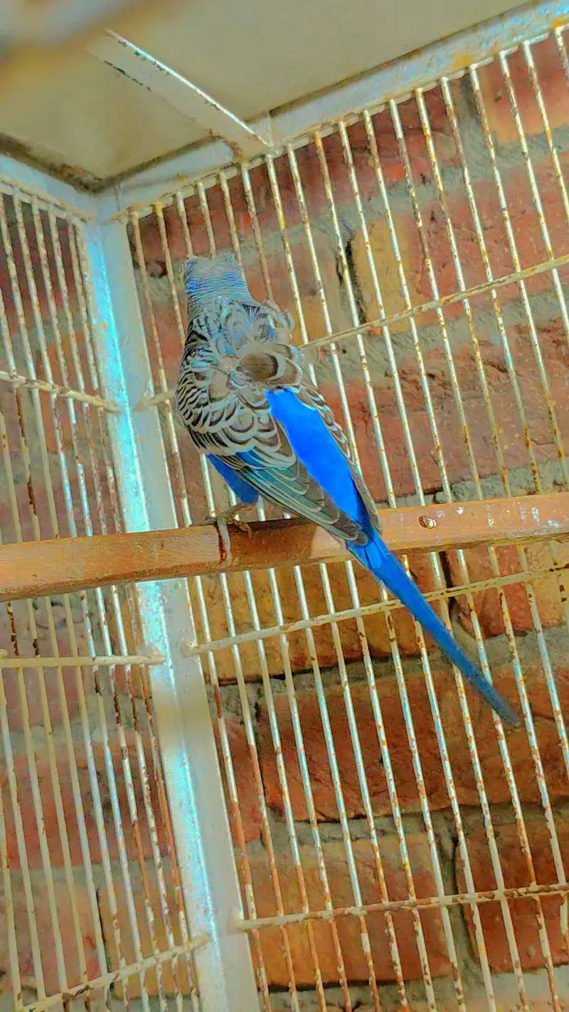 Budgie Motations males & Sun Kannur, Green Chick Kannur For Sale — photo 6