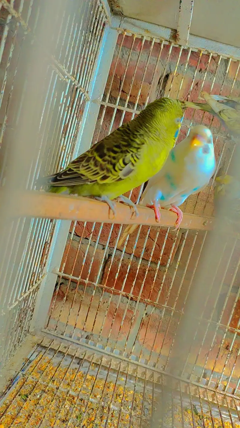Budgie Motations males & Sun Kannur, Green Chick Kannur For Sale — photo 7