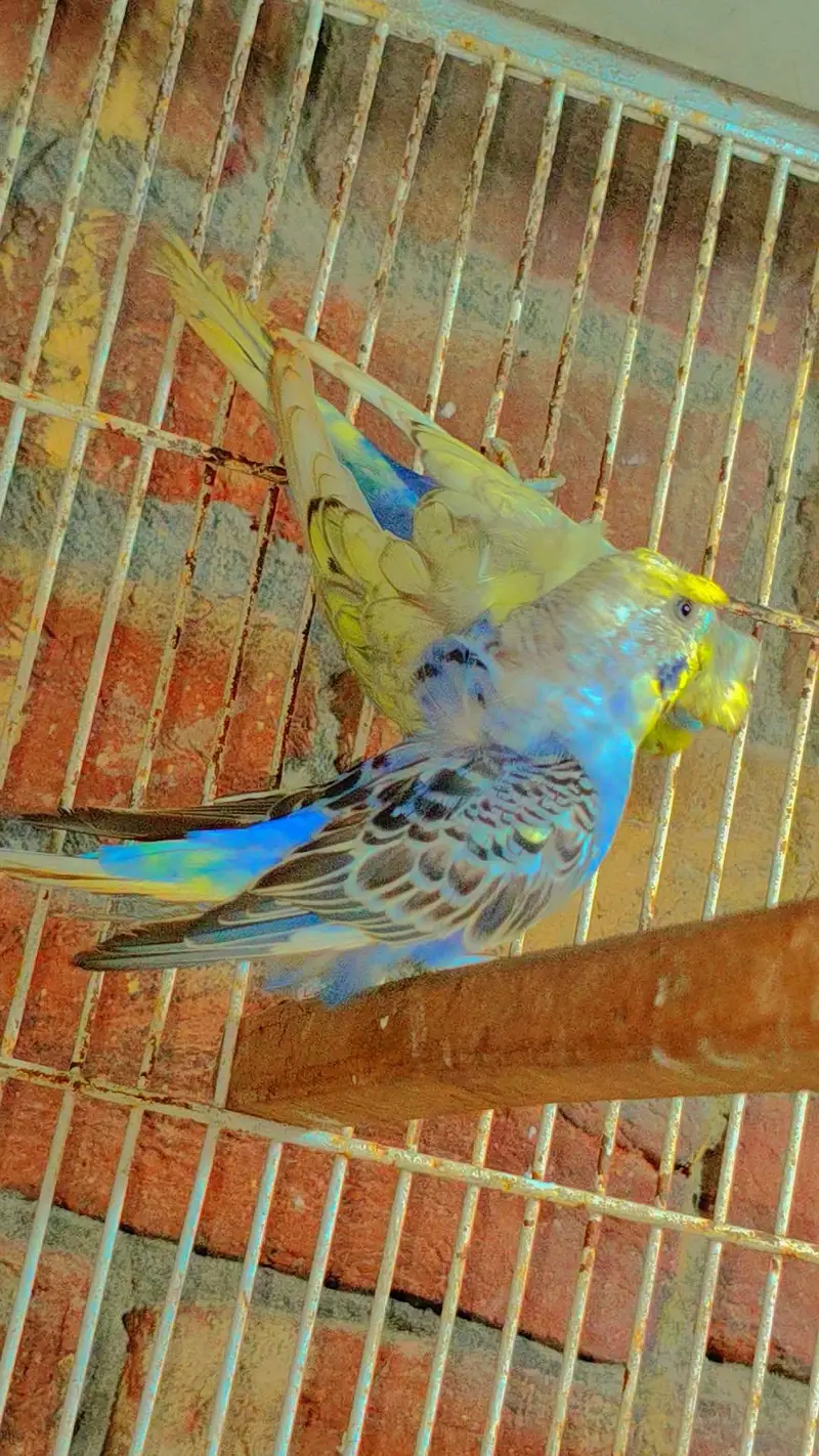 Budgie Motations males & Sun Kannur, Green Chick Kannur For Sale — photo 8
