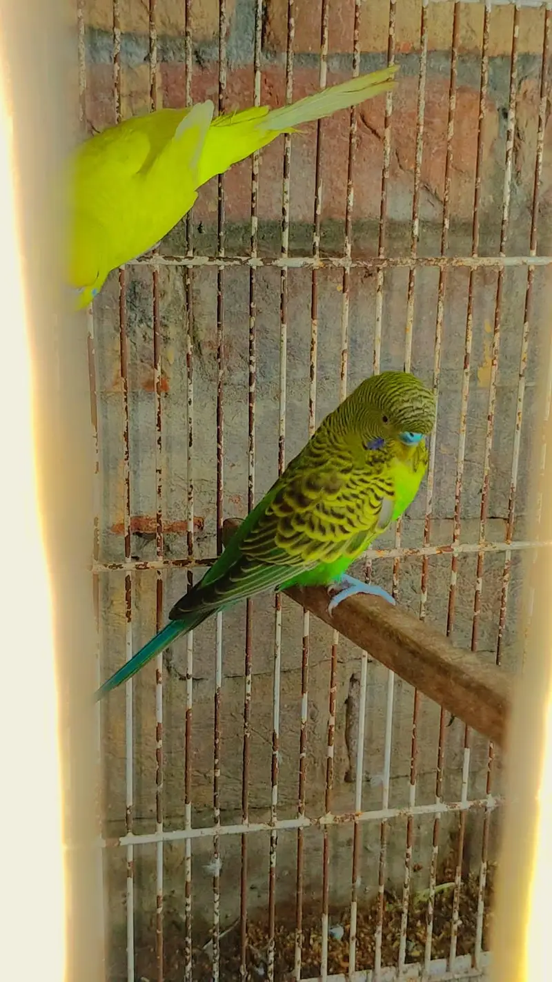 Budgie Motations males & Sun Kannur, Green Chick Kannur For Sale — photo 9