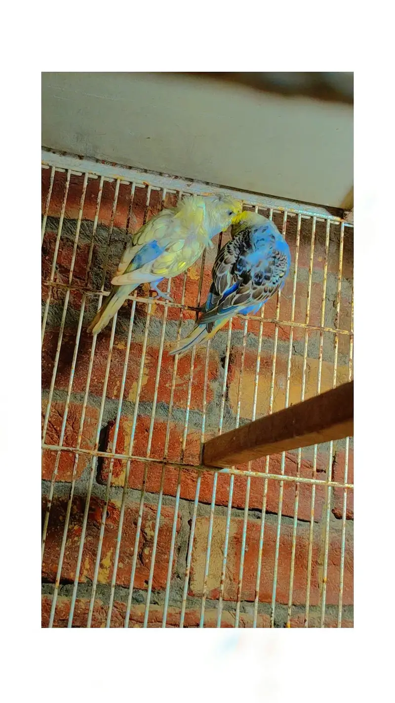Budgie Motations males & Sun Kannur, Green Chick Kannur For Sale — photo 10