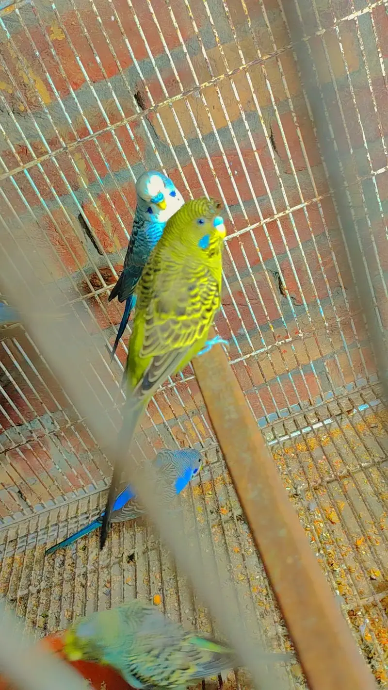 Budgie Motations males & Sun Kannur, Green Chick Kannur For Sale — photo 11