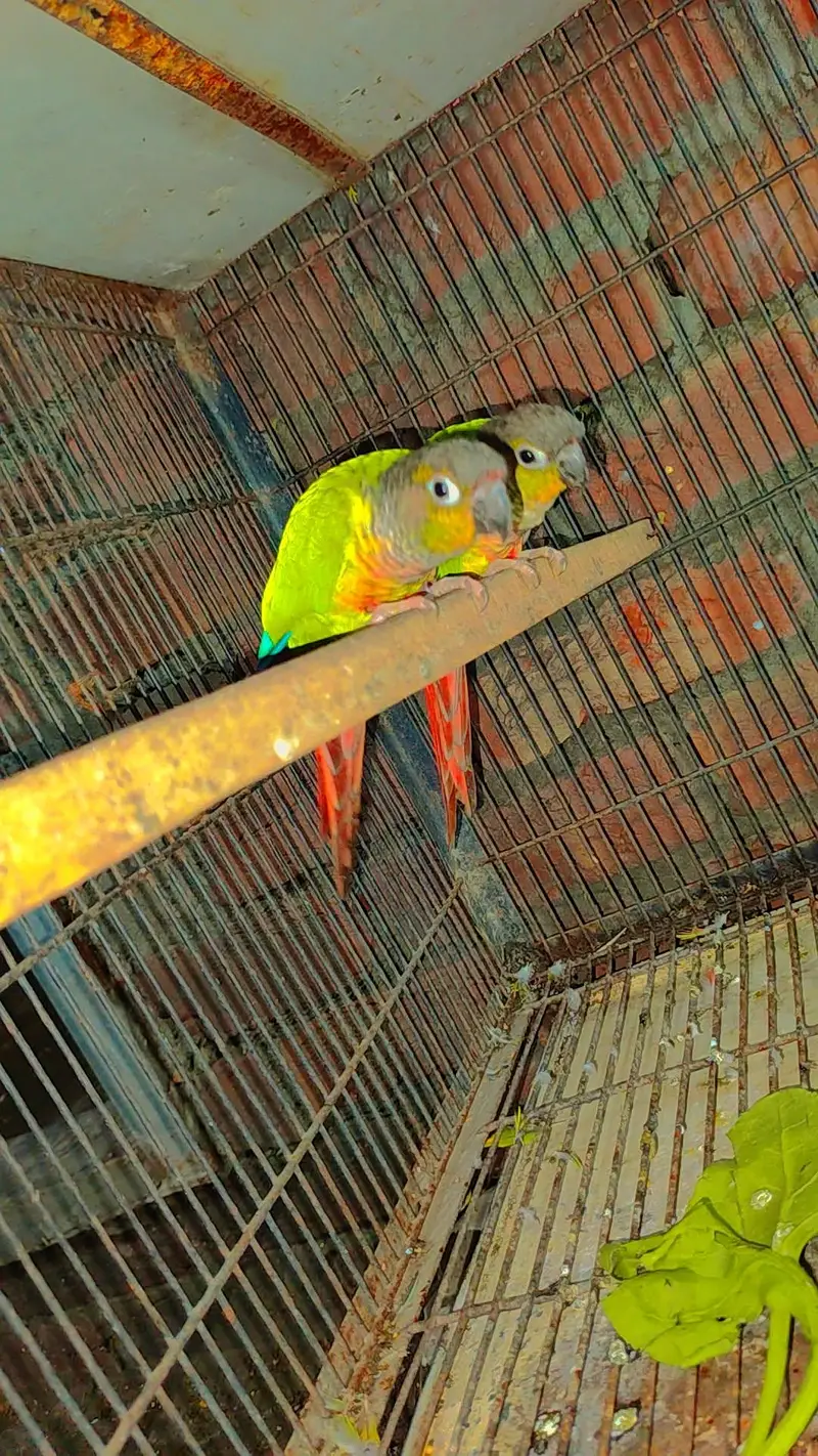 Budgie Motations males & Sun Kannur, Green Chick Kannur For Sale — photo 12