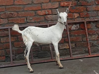 Barbra male bacha