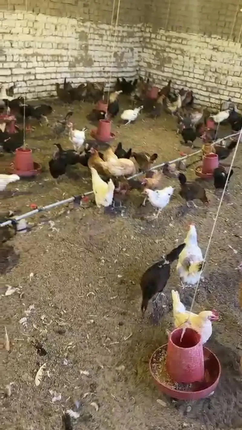 Golden misri hens — photo 2