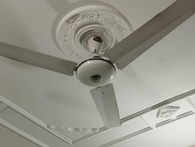 Ceiling Fan (Excellent working condition)