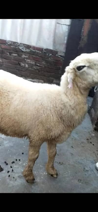mundri  sheep gaban 03098289032