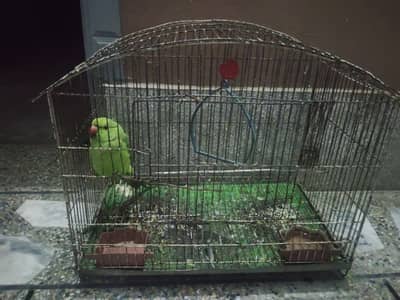 Green Parrot