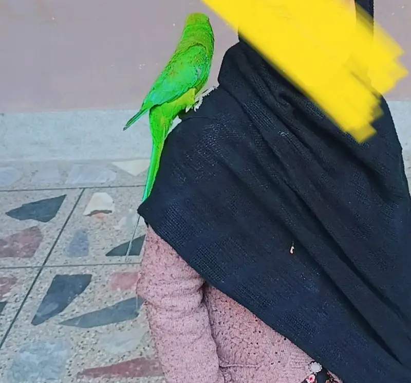 Green Parrot — photo 2