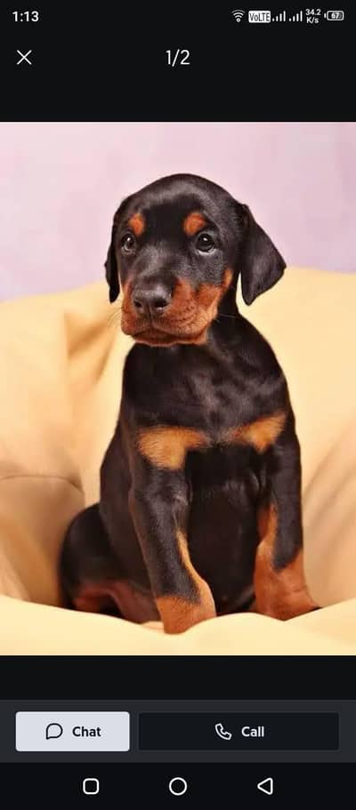 European doberman female puppy available location lahore