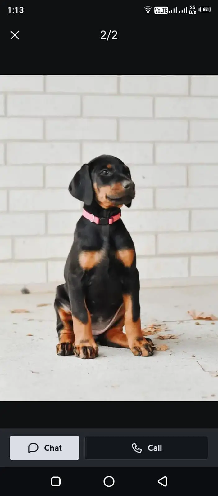 European doberman female puppy available location lahore — photo 2