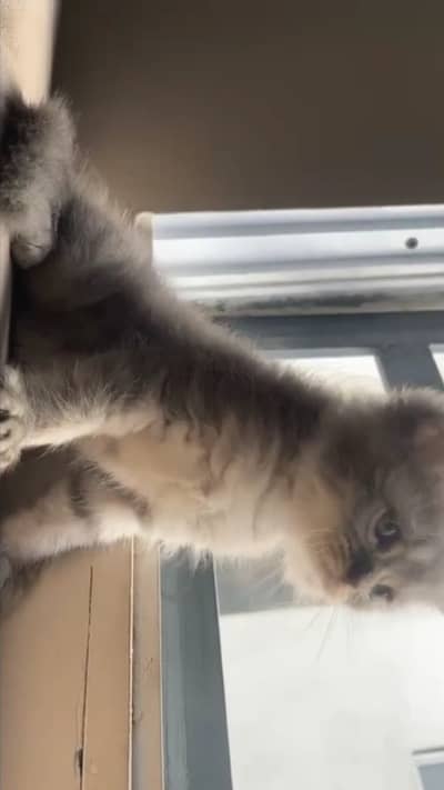 Persian grey kitten for sale