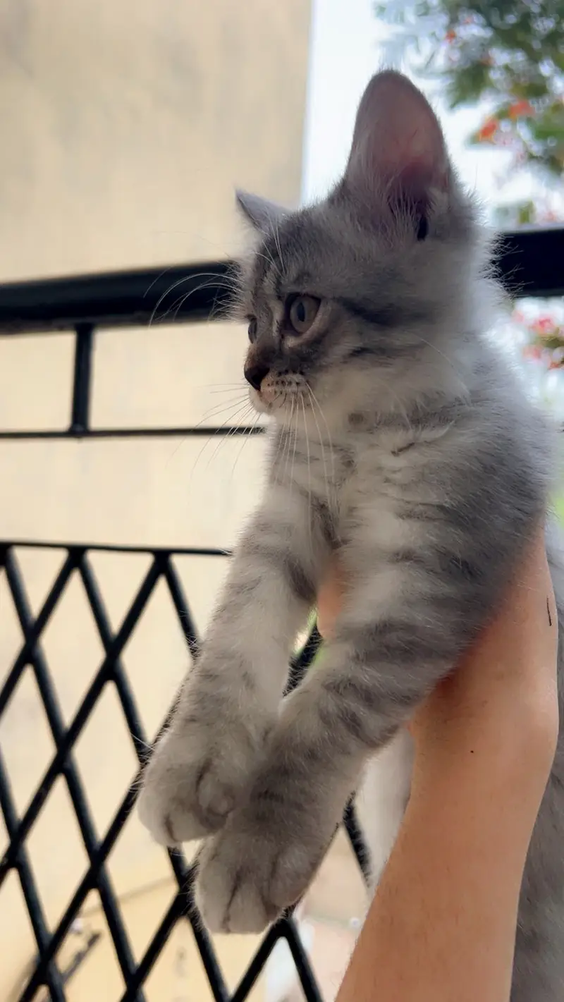 Persian grey kitten for sale — photo 2