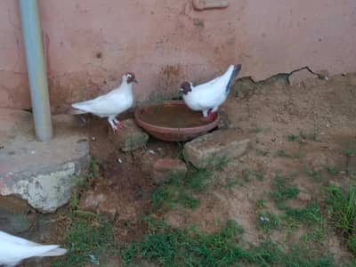 Helmet pigeon