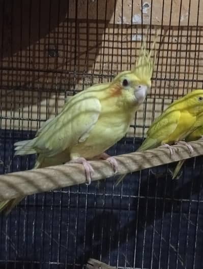 cocktail breeder female