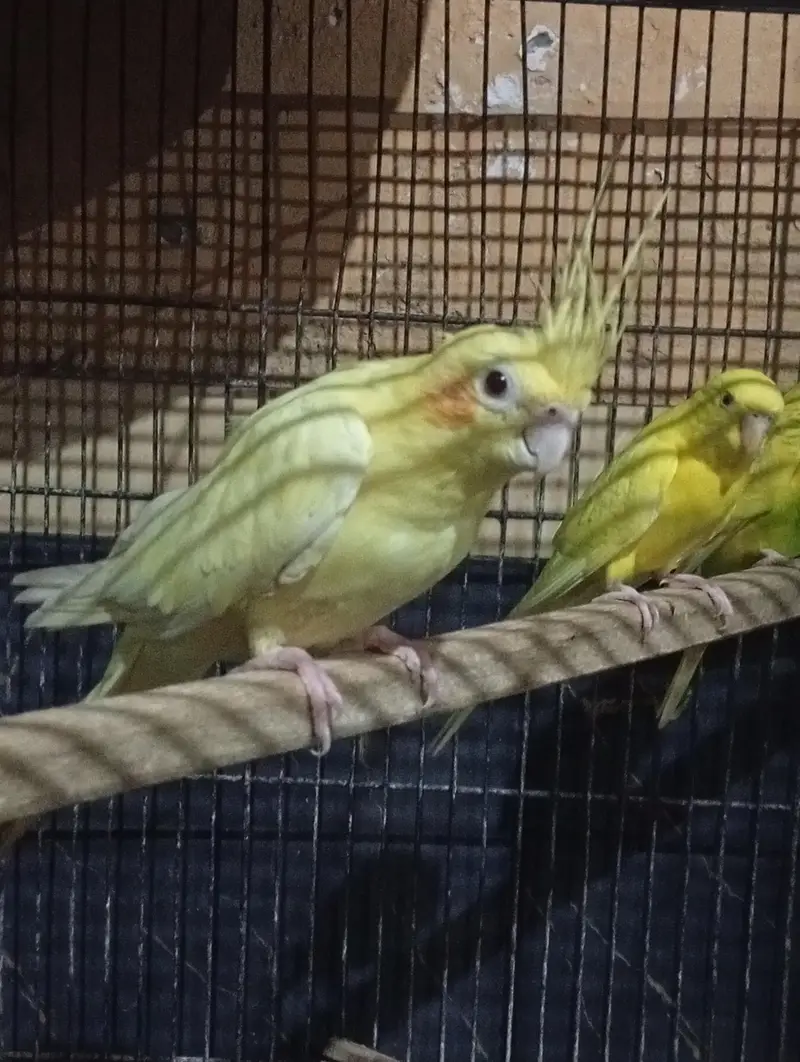 cocktail breeder female — photo 2