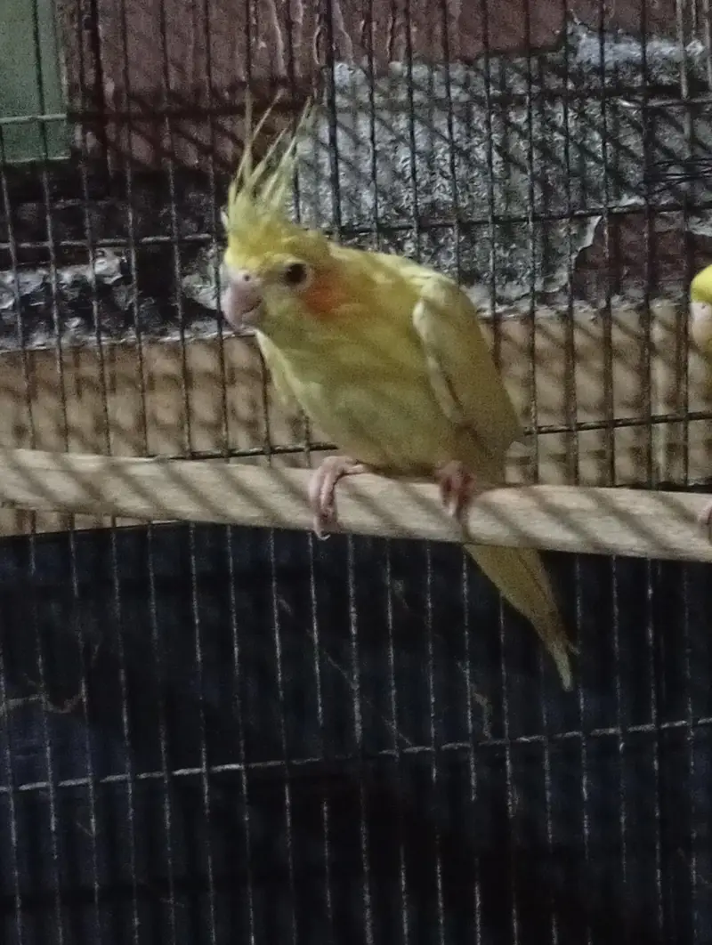 cocktail breeder female — photo 3