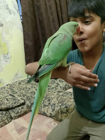 Handtame Kashmiri Raw Male Parrot for Sale
