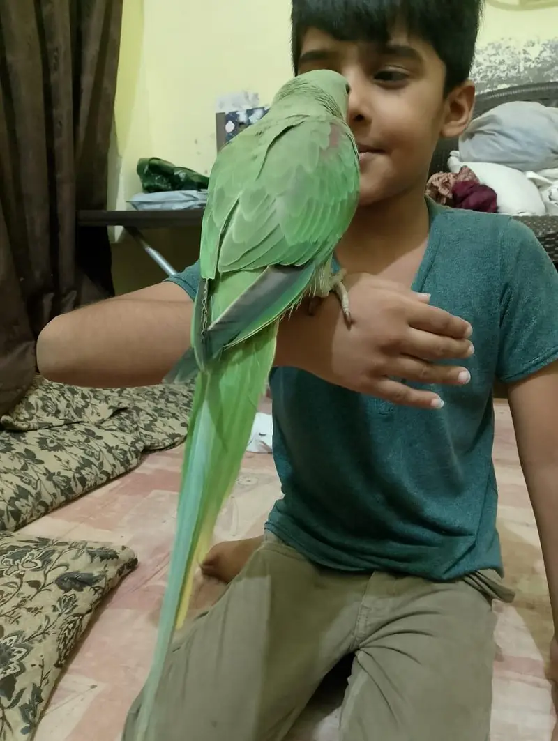 Handtame Kashmiri Raw Male Parrot for Sale — photo 2
