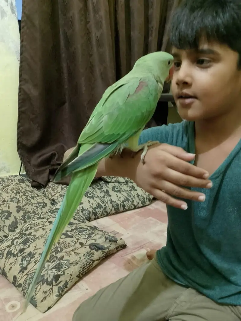 Handtame Kashmiri Raw Male Parrot for Sale — photo 3