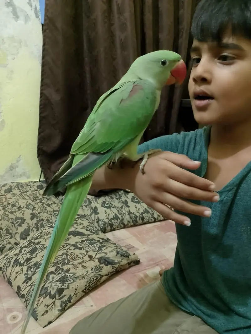 Handtame Kashmiri Raw Male Parrot for Sale — photo 4