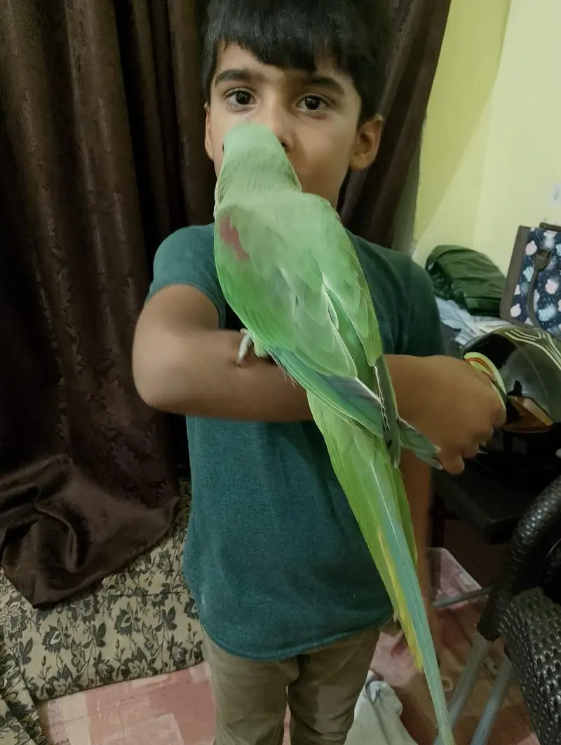 Handtame Kashmiri Raw Male Parrot for Sale — photo 5