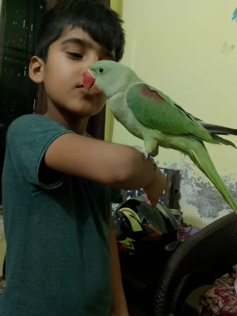 Handtame Kashmiri Raw Male Parrot for Sale — photo 6
