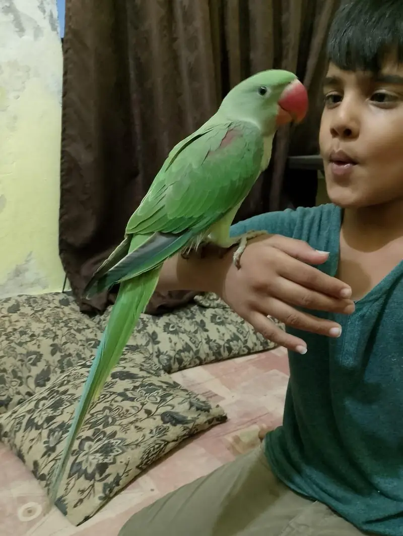 Handtame Kashmiri Raw Male Parrot for Sale — photo 7