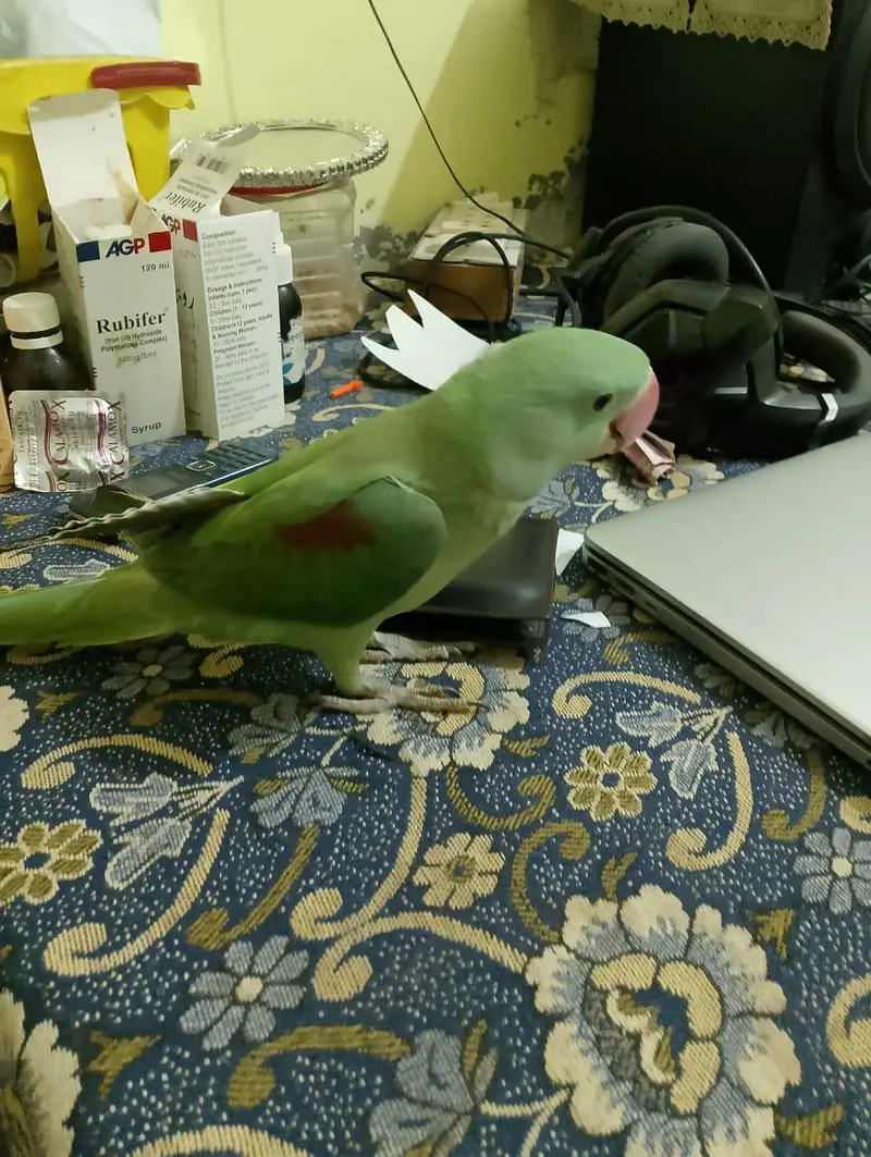 Handtame Kashmiri Raw Male Parrot for Sale — photo 8