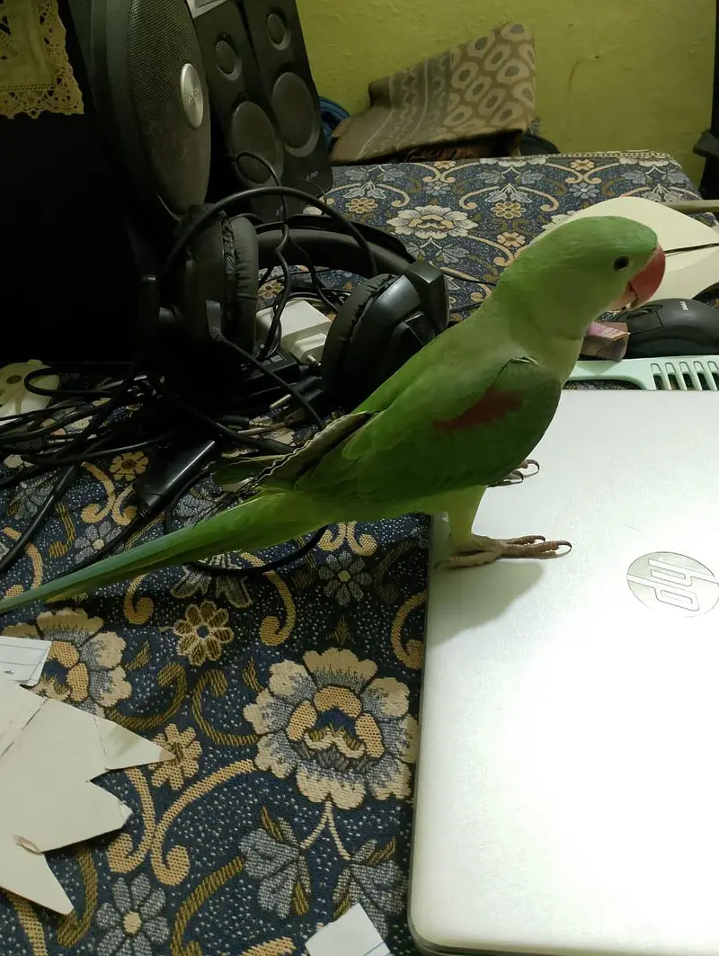 Handtame Kashmiri Raw Male Parrot for Sale — photo 9