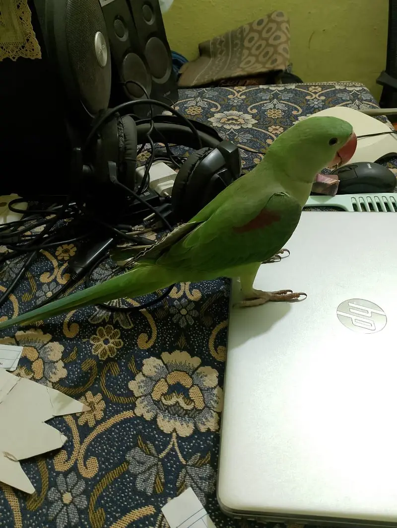 Handtame Kashmiri Raw Male Parrot for Sale — photo 10