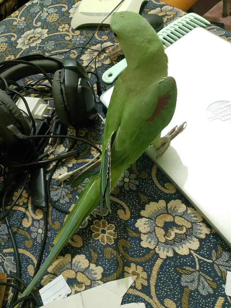 Handtame Kashmiri Raw Male Parrot for Sale — photo 11