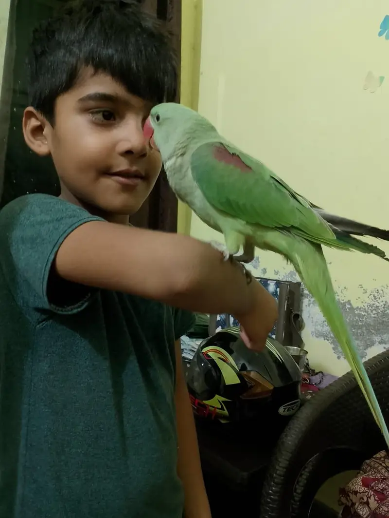 Handtame Kashmiri Raw Male Parrot for Sale — photo 12