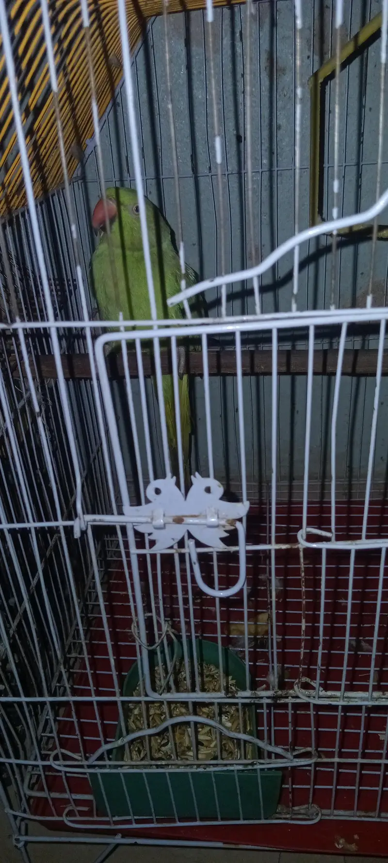 Ringneck female for sell talking krti ha waild nhi ha — photo 2