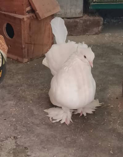 American Fantail Breeder pair