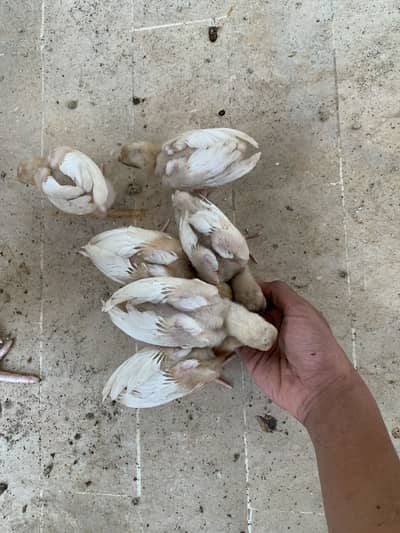 101% pure chicks for sale per chick 1k