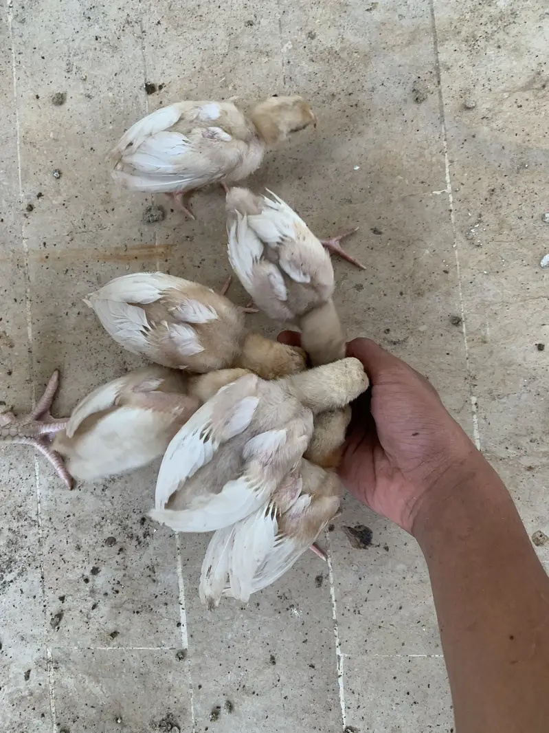 101% pure chicks for sale per chick 1k — photo 2