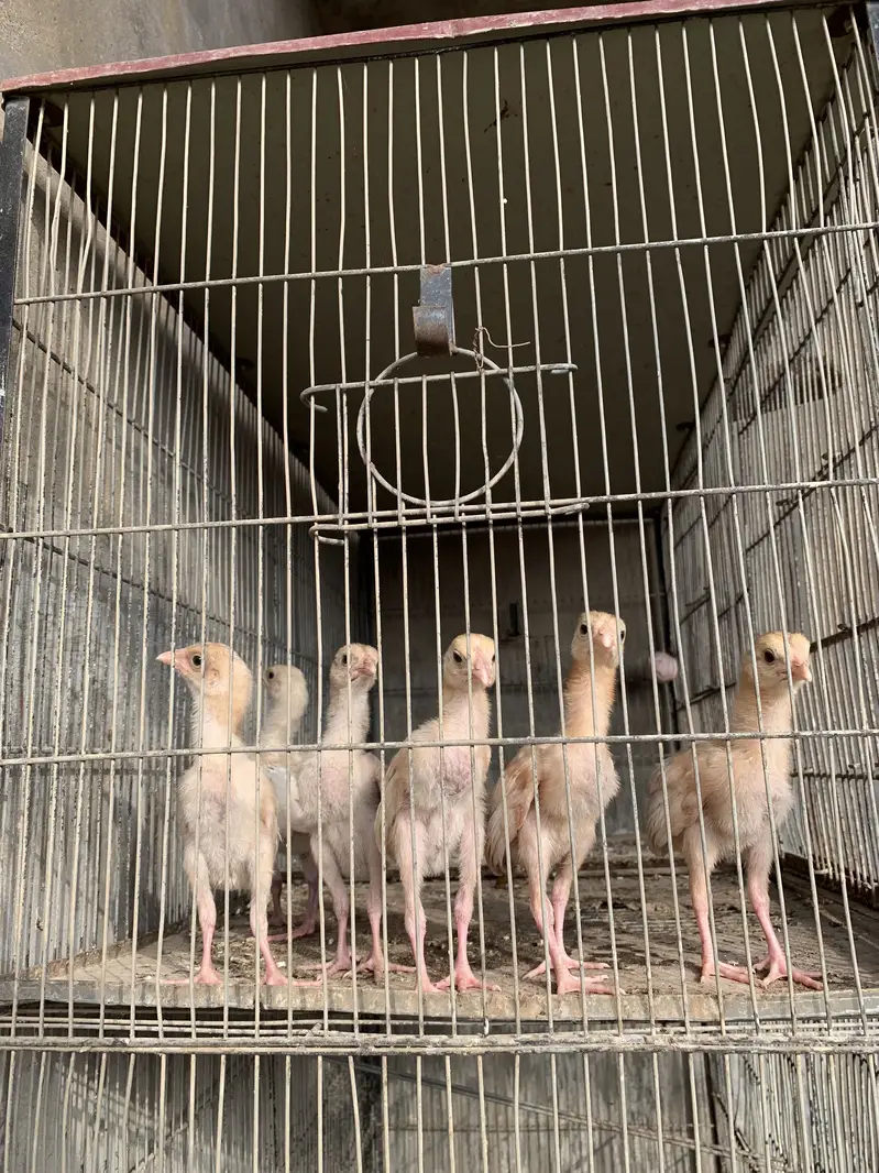 101% pure chicks for sale per chick 1k — photo 3