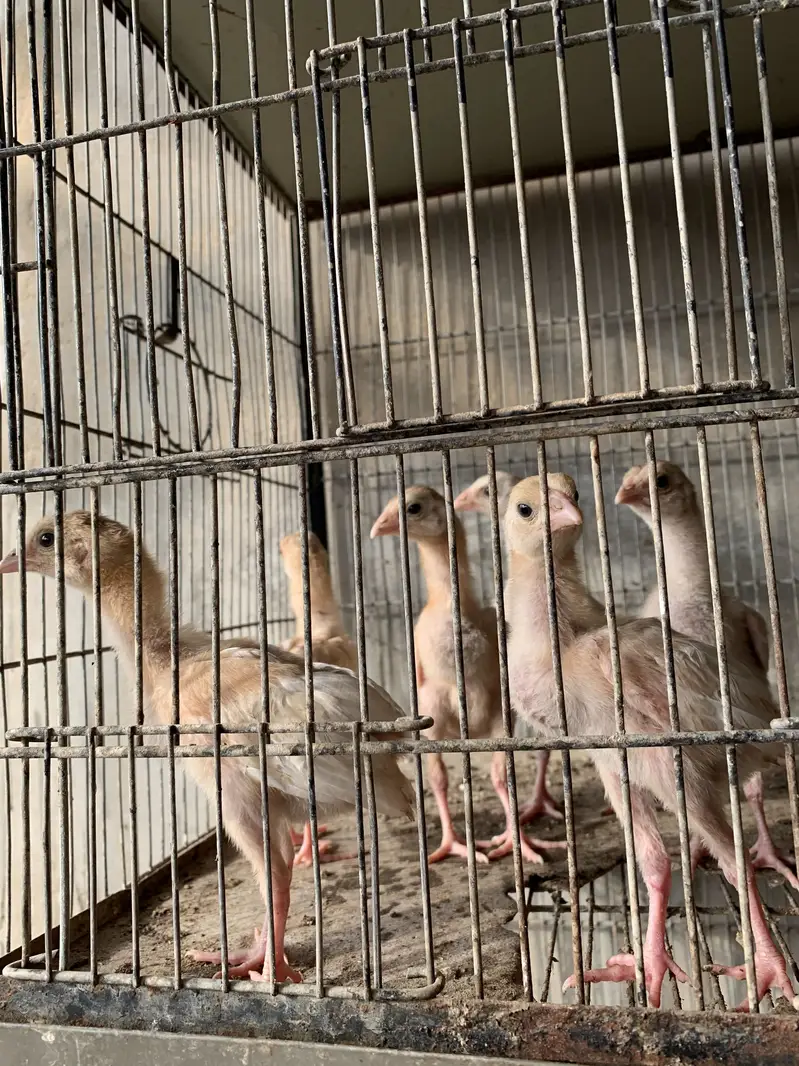 101% pure chicks for sale per chick 1k — photo 4
