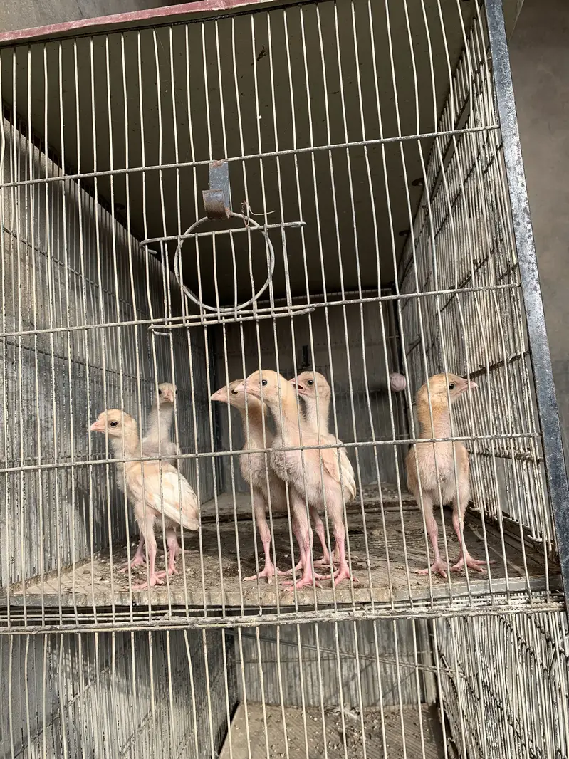 101% pure chicks for sale per chick 1k — photo 5