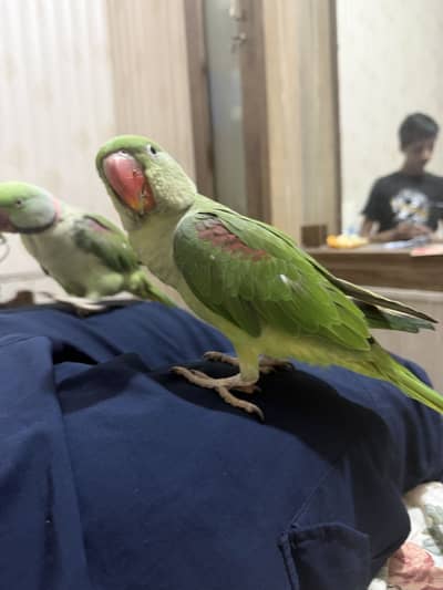 CAPTIVE Handtame and breeder raw parrots