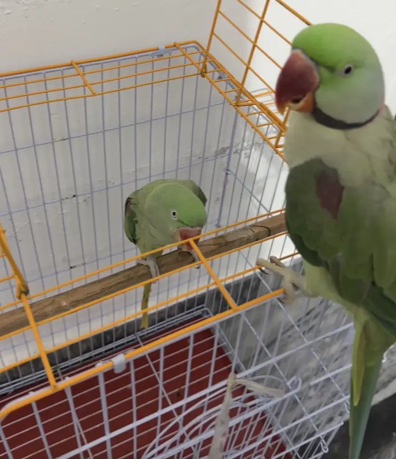 CAPTIVE Handtame and breeder raw parrots — photo 2