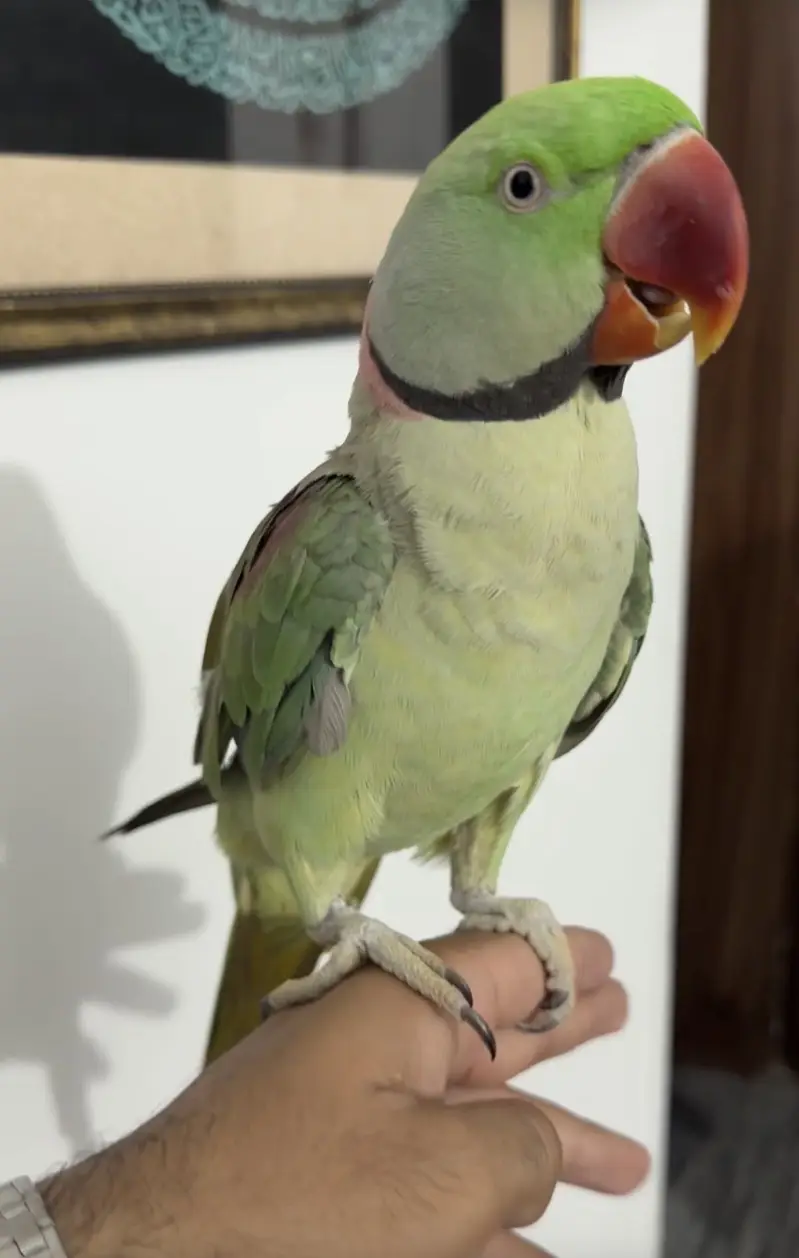 CAPTIVE Handtame and breeder raw parrots — photo 3