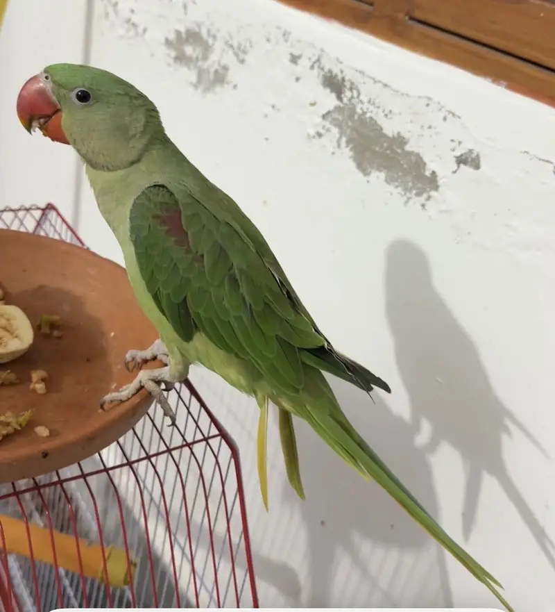 CAPTIVE Handtame and breeder raw parrots — photo 4