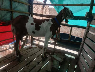 Female for sale near to breed